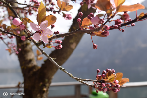 Lente in Oostenrijk. (foto door danseres Diana Teng)