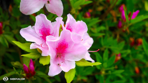 Azalea's. (foto door Ben Chen)