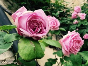 …terwijl het één groot feest van rozen was in Engeland, waar een andere groep dansers naar toe was gegaan. Als je bekend bent met traditionele Chinese kunst, ken je de fascinatie van hen met beestjes op bloemen en groenten. (Foto door danseres Diana Teng)