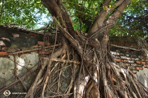 Ze bezochten ook het Anping Tree House: een verlaten winkelcentrum overgroeid door levende bodhiboomwortels. (Foto door filmoperateur Annie Li)