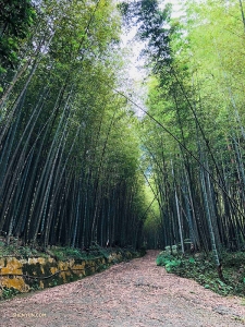 Niet ver van Japan maakt danser Jeff Chuang een rustige wandeling door een bamboebos in Alishan, Taiwan...